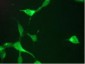 KLK3 / PSA Antibody (clone 1A7)